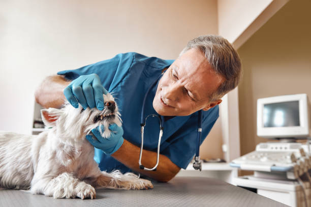 Best Emergency Denture Repair in Goldsboro, NC
